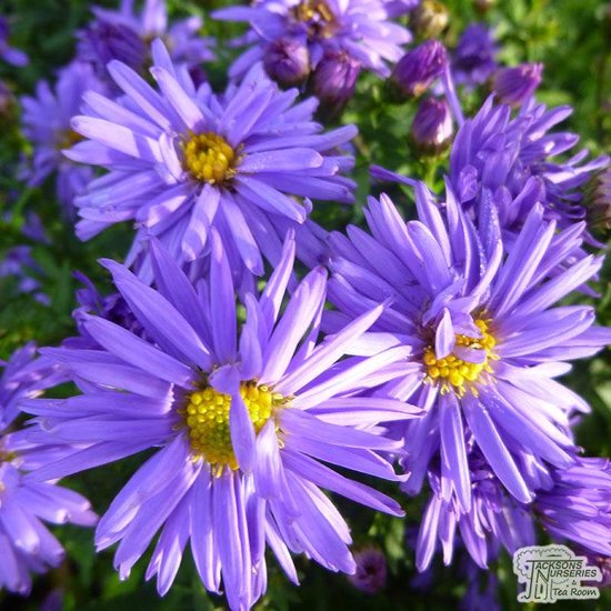 Foto: 6x herfstaster aster d lady in blue 