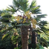 Trachycarpus wagnerianus Frosty - totale hoogte 90+ cm - pot Ø 32 cm