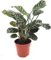 Groene plant – Ctenanthe (Ctenanthe Burle Marxii) – Hoogte: 25 cm – van Botanicly
