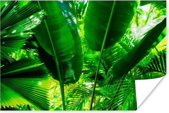 Poster Tropische bladeren in jungle fotoprint - 180x120 cm XXL