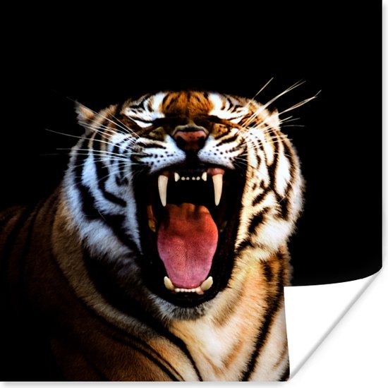 Brullende tijger zwarte achtergrond Poster 75x75 cm - Foto print op Poster (wanddecoratie) / Dieren Poster