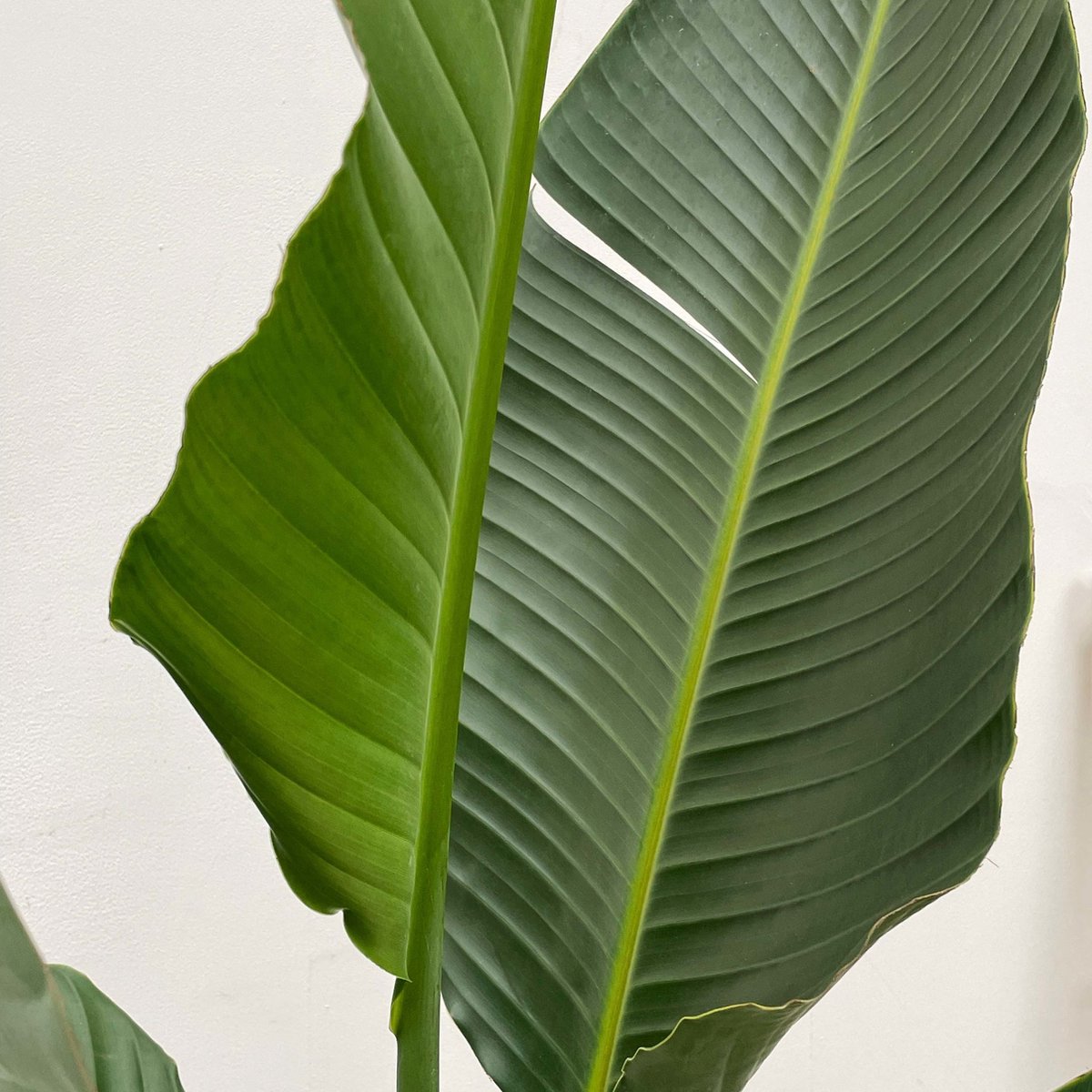 Strelitzia Augusta multi stam - 170cm
