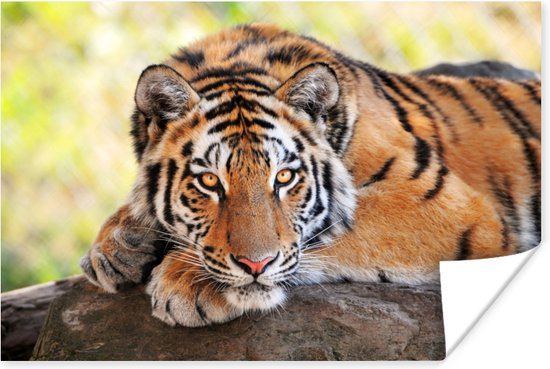 Jonge tijger op een boomstam Poster 120x80 cm - Foto print op Poster (wanddecoratie woonkamer / slaapkamer) / Wilde dieren Poster