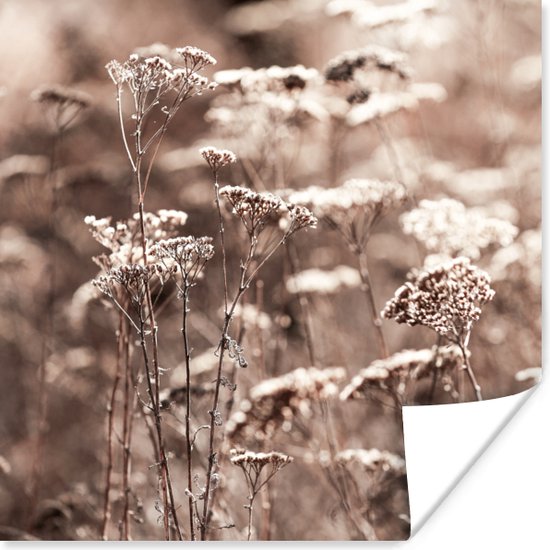 Poster Planten - Bloemen - Winter - Sneeuw - Sepia - 75x75 cm