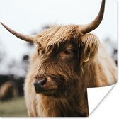 Affiche Highlander écossais - Animaux - Cornes - 30x30 cm