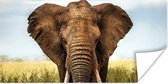 Poster Afrikaanse olifant vooraanzicht - 120x60 cm