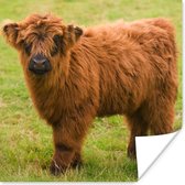 Affiche Highlander écossais - Léger - Fourrure - 30x30 cm