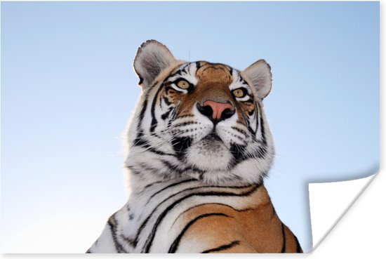 Stoere tijger tegen blauwe lucht Poster 180x120 cm - Foto print op Poster (wanddecoratie woonkamer / slaapkamer) / Wilde dieren Poster XXL / Groot formaat!