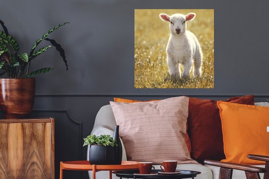 Affiche Agneau - Herbe - Soleil - 50x50 cm
