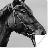 Poster Paard - Halster - Portret - 50x50 cm