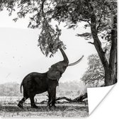 Poster Olifant - Boom - Dieren - Zwart wit - 50x50 cm