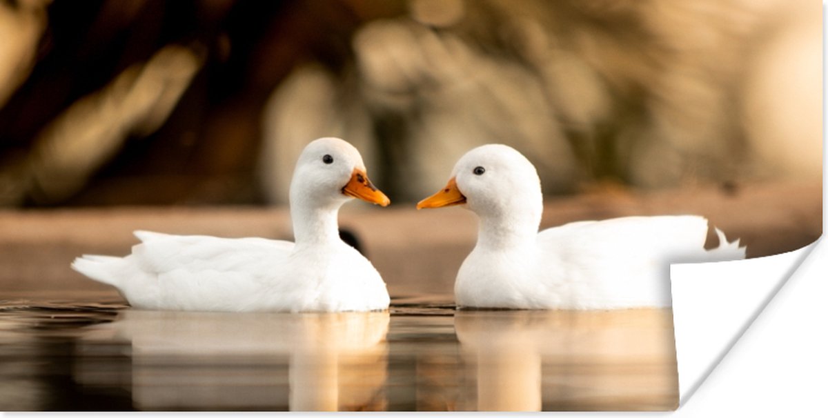 Poster Eend - Wit - Dieren - Water - Vogel - Eenden - 150x75 cm