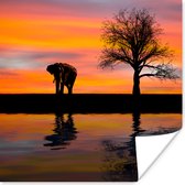 Poster Olifant en zonsondergang - 30x30 cm