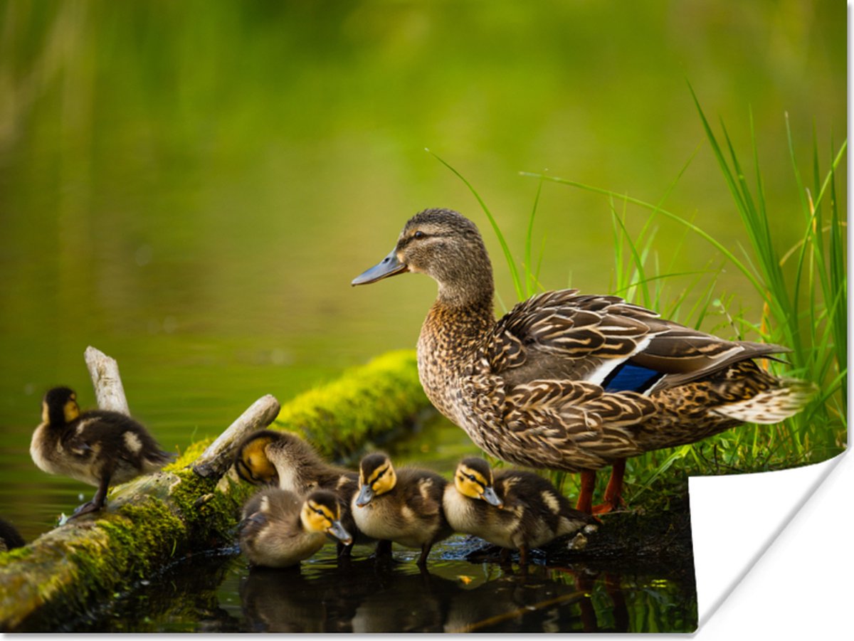 Poster Eend - Vogels - Water - Tak - Mos - 120x90 cm