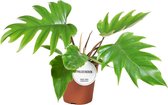 Groene plant – Philodendron (Philodendron Mayoi) – Hoogte: 35 cm – van Botanicly