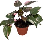 Groene plant – Philodendron (Philodendron Pink Princess) – Hoogte: 60 cm – van Botanicly