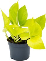 Groene plant – Epipremnum (Scindapsus Epipremnum Golden Pothos) – Hoogte: 20 cm – van Botanicly
