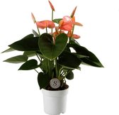 Groene plant – Flamingoplant (Anthurium Spirit) – Hoogte: 30 cm – van Botanicly