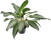 Groene plant – Epipremnum (Aglaonema Golden Bay) – Hoogte: 90 cm – van Botanicly