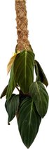Groene plant – Philodendron (Philodendron Gigas) – Hoogte: 30 cm – van Botanicly