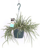 Cactus – Rotskoraal (Rhipsalis Baccifera Horrida) met bloempot – Hoogte: 30 cm – van Botanicly
