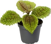 Groene plant – Pannenkoekenplant (Pilea Moonvalley) – Hoogte: 12 cm – van Botanicly
