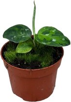 Groene plant – Epipremnum (Aglaonema Tricolor) – Hoogte: 15 cm – van Botanicly
