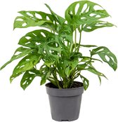 Monstera – Gatenplant (Monstera Obliqua) – Hoogte: 35 cm – van Botanicly
