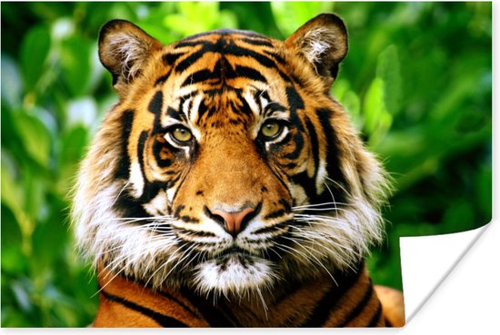 Sumatraanse tijger jungle Poster 180x120 cm - Foto print op Poster (wanddecoratie) / Dieren Poster XXL / Groot formaat!
