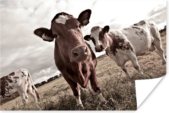 Koeien op een veld sepia  Poster - Foto print op Poster (wanddecoratie)