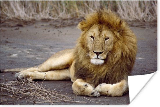 Liggende leeuw in Afrika Poster - Foto print op Poster / / Poster