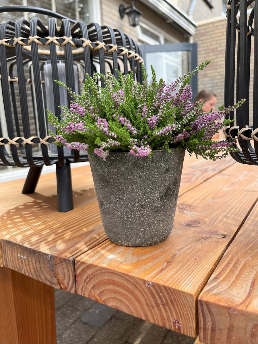 Zomerheide Rood - 10 stuks - Calluna vulgaris 'Allegro' - P9.5 - Plant - Tuinplant - Heide
