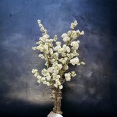 Seta Fiori - Rituals - Kunst Bloesem - Sakura - Kunstplant - Kunst Bloesemboom - Wit - 120 cm - *AANBIEDING*