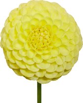 The Bulb Farmers - 12 x Dahlia 'Golden Torch' - geel - bloembollen direct van de kweker - zomerbloeier - bolmaat 1 (meest geschikte maat voor in de tuin) - Thuiswinkel waarborg