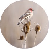 Label2X - Muurcirkel small birdy - Ø 60 cm - Forex - Multicolor - Wandcirkel - Rond Schilderij - Muurdecoratie Cirkel - Wandecoratie rond - Decoratie voor woonkamer of slaapkamer