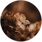 Cercle mural oldy Ø 100 cm / Dibond - Recommandé