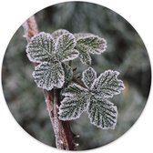 Label2X - Muurcirkel frost plant - Ø 30 cm - Dibond - Multicolor - Wandcirkel - Rond Schilderij - Muurdecoratie Cirkel - Wandecoratie rond - Decoratie voor woonkamer of slaapkamer