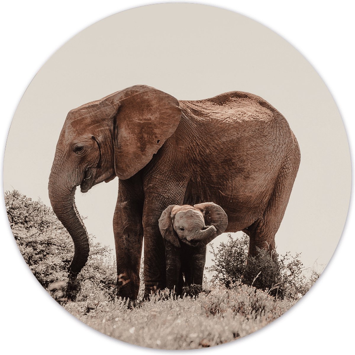 Label2X - Muurcirkel baby olifant - Ø 80 cm - Forex - Multicolor - Wandcirkel - Rond Schilderij - Muurdecoratie Cirkel - Wandecoratie rond - Decoratie voor woonkamer of slaapkamer