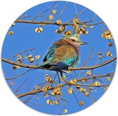Label2X - Muurcirkel colour birdy - Ø 120 cm - Dibond - Multicolor - Wandcirkel - Rond Schilderij - Muurdecoratie Cirkel - Wandecoratie rond - Decoratie voor woonkamer of slaapkamer