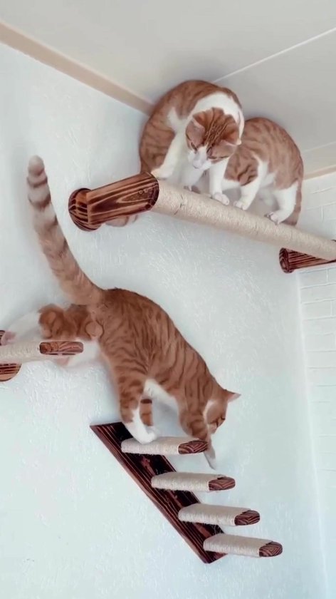 Katten klimmuur set - Lekker in je Vacht
