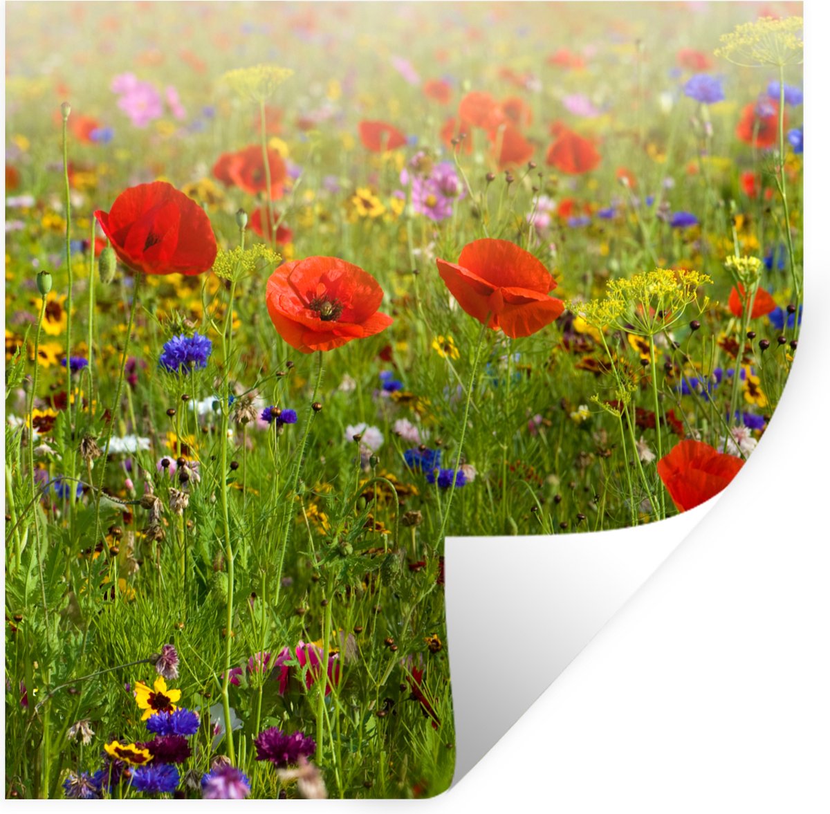 Muurstickers - Sticker Folie - Lente - Bloemen - Rood - Klaproos - Gras - Groen - 80x80 cm