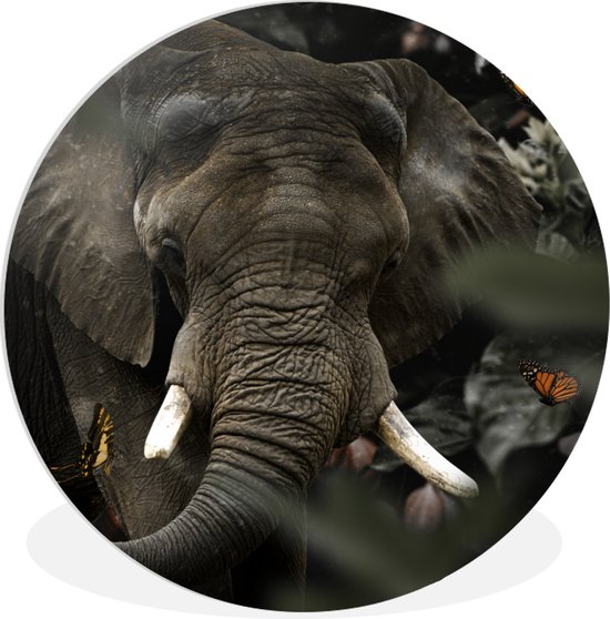 wallcircle-wandcirkel-30-dieren-olifant-vlinders-ronde
