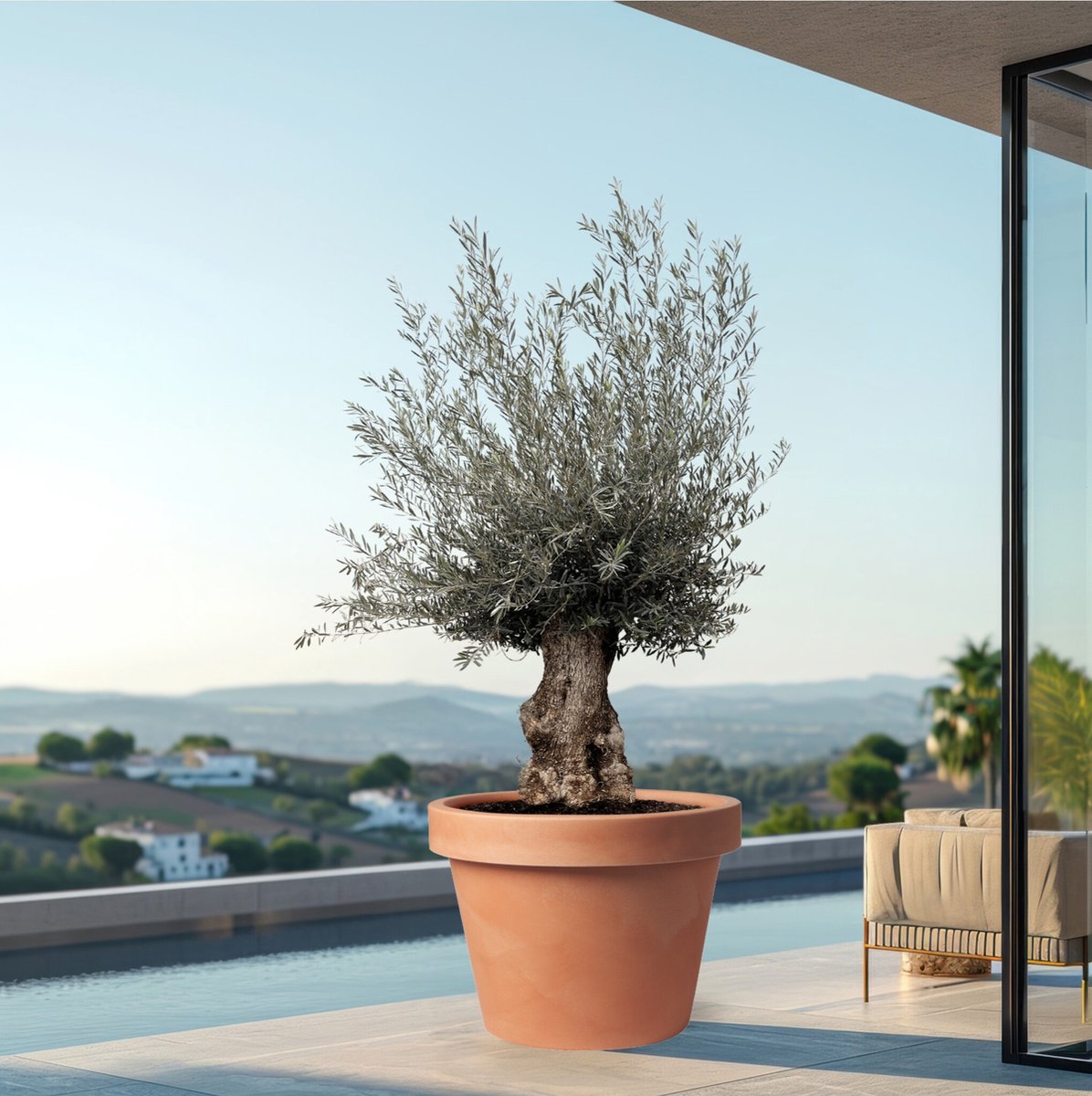 Olijfboom - Olea Europaea Bonsai hoogte 225cm potmaat 70cm