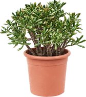 Plant in a Box - Crassula ovata Hobbit - Vetplant - Kamerplant - Pot 30cm - Hoogte 55-60cm