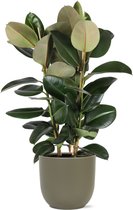 Ficus Elastica Robusta - Rubberboom Ø27cm 115cm - Verse Kamerplant, Direct van de Nederlandse Kweker