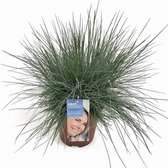 1 stuk(s) | Festuca glauca Intense Blue C2 30-40 cm