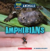 Wild World - Big and Small: Amphibians (Wild World)