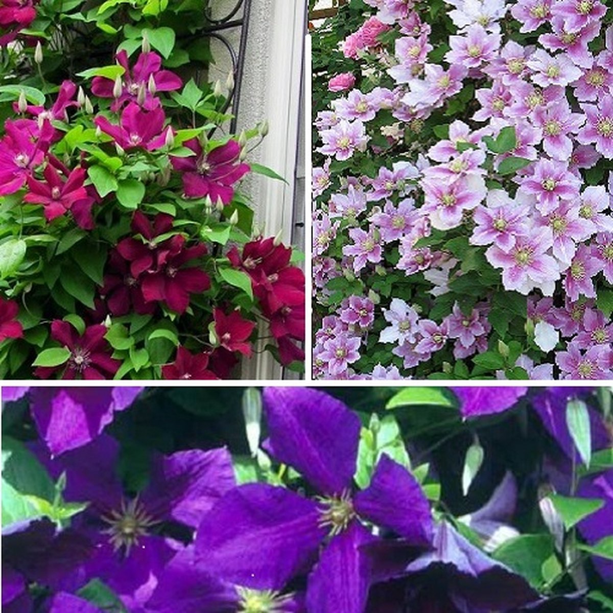 3 x Clematis Klimplanten mix: 3 halen, 2 betalen! - Rood (Rouge Cardinal) + Violet/Paars (Jackmanii) + Lila (Piilu) - Meerjarig en Winterharde planten | 3 x 1,5 liter pot