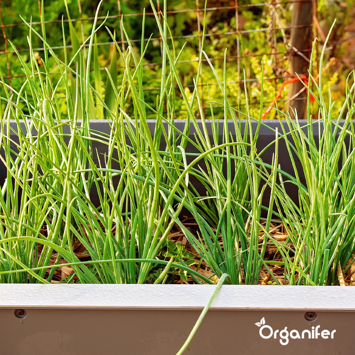 Citroenmelisse BIO moestuin zaden kopen