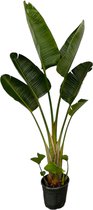 Trendyplants - Strelitzia Augusta - Paradijsvogelbloem - Kamerplant - Hoogte 200-220 cm - Potmaat Ø30cm